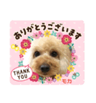 トイプードルのモカちゃんでぇーす②（個別スタンプ：8）