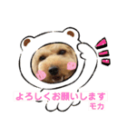 トイプードルのモカちゃんでぇーす②（個別スタンプ：9）