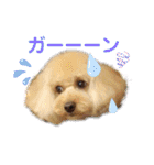 トイプードルのモカちゃんでぇーす②（個別スタンプ：11）
