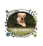 トイプードルのモカちゃんでぇーす②（個別スタンプ：13）
