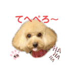 トイプードルのモカちゃんでぇーす②（個別スタンプ：14）
