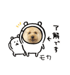 トイプードルのモカちゃんでぇーす②（個別スタンプ：16）