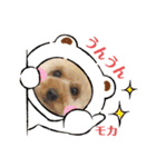 トイプードルのモカちゃんでぇーす②（個別スタンプ：31）