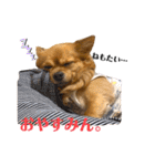 LufCobスタンプ（個別スタンプ：6）