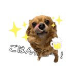 LufCobスタンプ（個別スタンプ：9）
