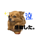 LufCobスタンプ（個別スタンプ：30）