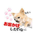 LufCobスタンプ（個別スタンプ：34）