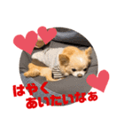LufCobスタンプ（個別スタンプ：39）
