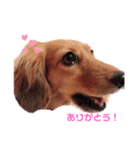 癒し犬の日常（個別スタンプ：1）