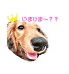 癒し犬の日常（個別スタンプ：2）