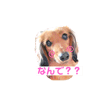 癒し犬の日常（個別スタンプ：3）