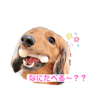 癒し犬の日常（個別スタンプ：4）