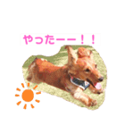 癒し犬の日常（個別スタンプ：5）