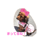 癒し犬の日常（個別スタンプ：6）