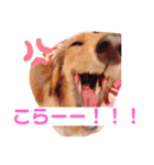 癒し犬の日常（個別スタンプ：7）