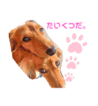 癒し犬の日常（個別スタンプ：8）