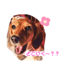 癒し犬の日常（個別スタンプ：9）