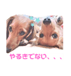 癒し犬の日常（個別スタンプ：10）