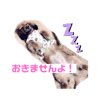 癒し犬の日常（個別スタンプ：11）