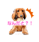 癒し犬の日常（個別スタンプ：12）