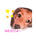 癒し犬の日常（個別スタンプ：13）