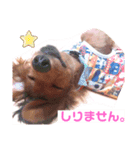 癒し犬の日常（個別スタンプ：14）
