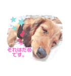 癒し犬の日常（個別スタンプ：16）