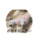 ビションフリーゼ まろん（個別スタンプ：1）