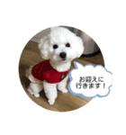 ビションフリーゼ まろん（個別スタンプ：2）