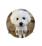 ビションフリーゼ まろん（個別スタンプ：3）