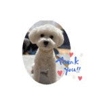 ビションフリーゼ まろん（個別スタンプ：4）