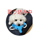 ビションフリーゼ まろん（個別スタンプ：7）