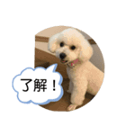 ビションフリーゼ まろん（個別スタンプ：8）