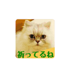 ペルシャネコRui（個別スタンプ：8）