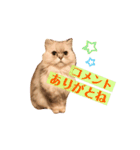 ペルシャネコRui（個別スタンプ：11）