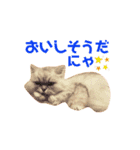 ペルシャネコRui（個別スタンプ：13）