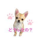 チワワのまるこ（個別スタンプ：2）