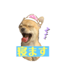 チワワのまるこ（個別スタンプ：4）