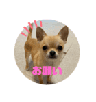 チワワのまるこ（個別スタンプ：8）