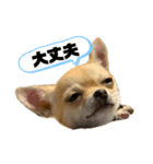 チワワのまるこ（個別スタンプ：10）