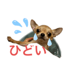 チワワのまるこ（個別スタンプ：11）