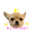 チワワのまるこ（個別スタンプ：16）