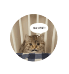 maru maru stamp（個別スタンプ：6）