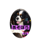 もも。バディ。さくら。（個別スタンプ：2）