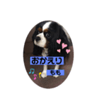 もも。バディ。さくら。（個別スタンプ：4）