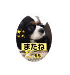 もも。バディ。さくら。（個別スタンプ：5）
