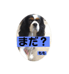 もも。バディ。さくら。（個別スタンプ：7）