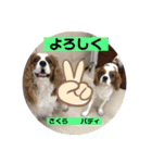 もも。バディ。さくら。（個別スタンプ：16）