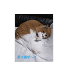 吾輩は猫である…名前は、とん汁である。（個別スタンプ：4）