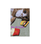 吾輩は猫である…名前は、とん汁である。（個別スタンプ：5）